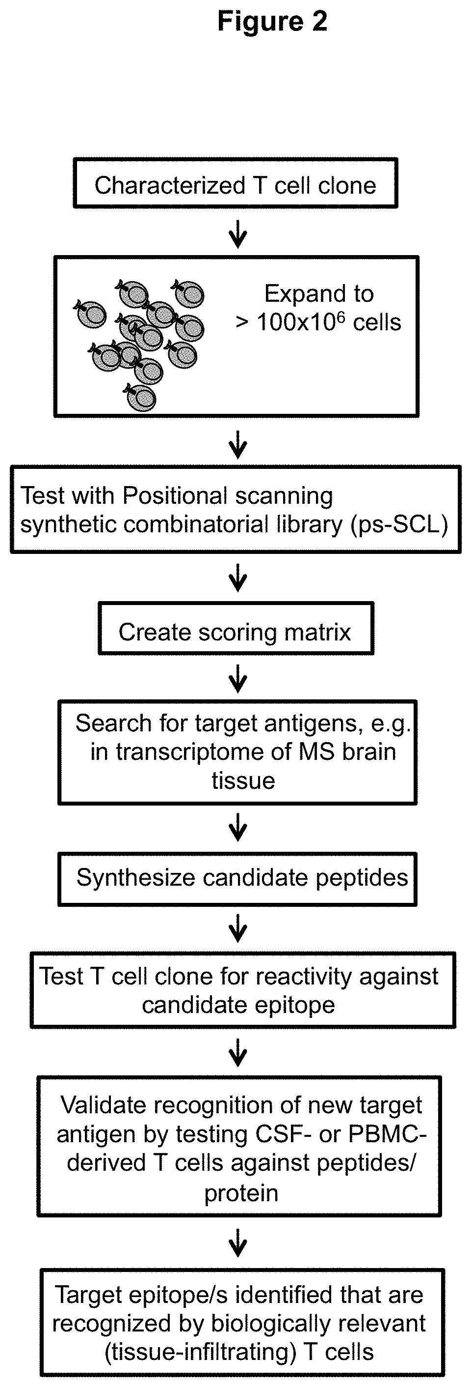Immunodominant proteins and fragments in multiple sclerosis