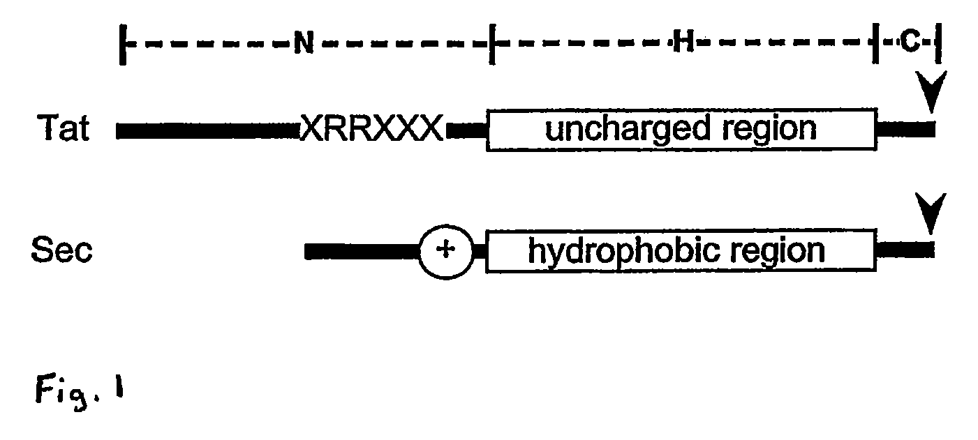 Heterologous Protein Production Using The Twin Arginine Translocation Pathway