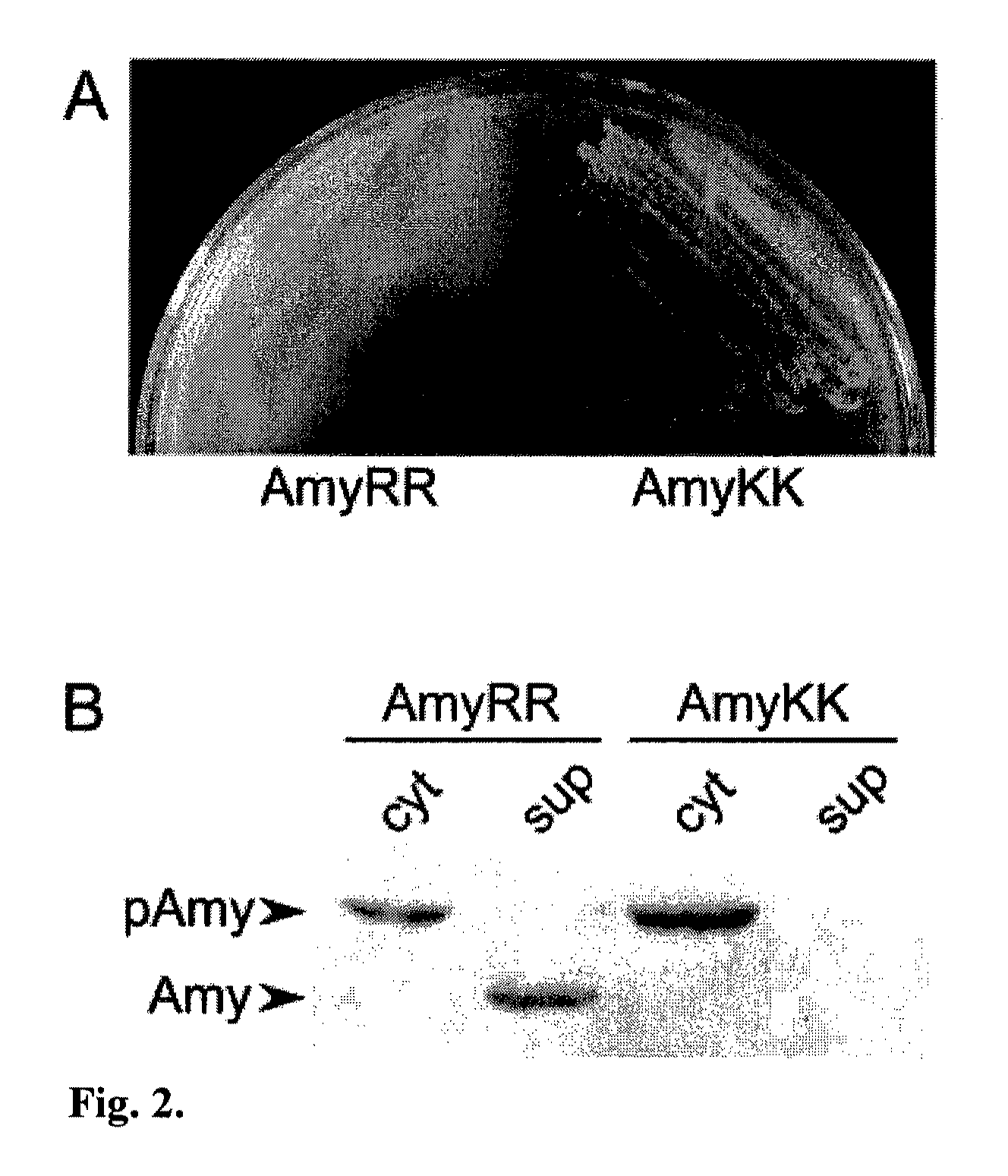 Heterologous Protein Production Using The Twin Arginine Translocation Pathway