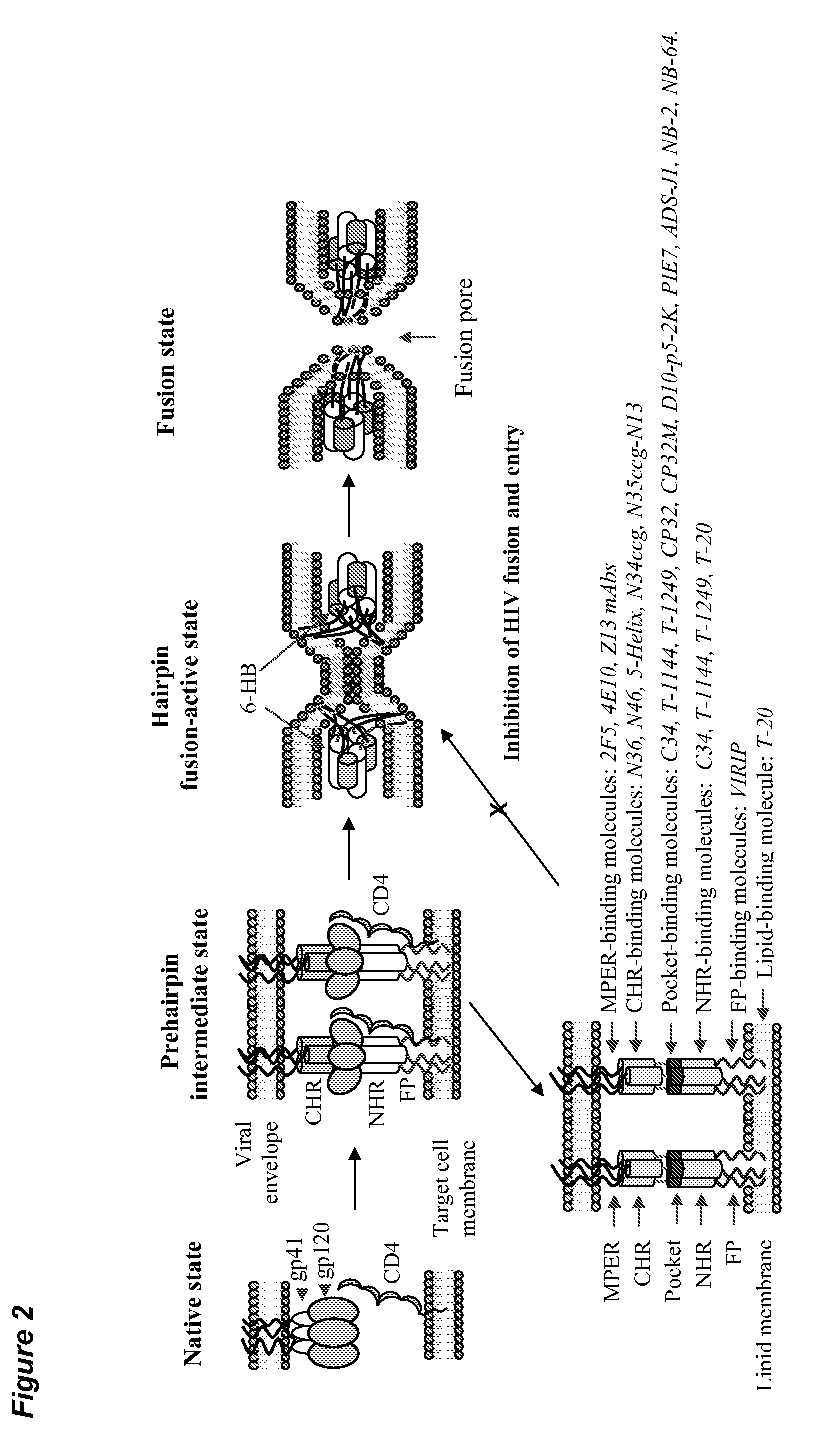 Combination Therapy of HIV Using Fusion/Entry Inhibitors Targeting GP41