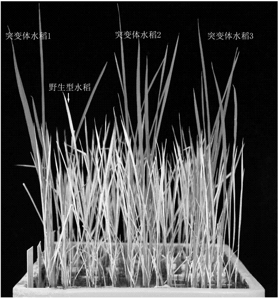 Paddy rice herbicide resistant protein and gene as well as application of protein and gene