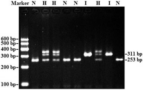 The method and application of detection of small copy number variation of goat tmem95 gene by pcr technique