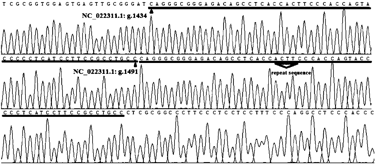 The method and application of detection of small copy number variation of goat tmem95 gene by pcr technique