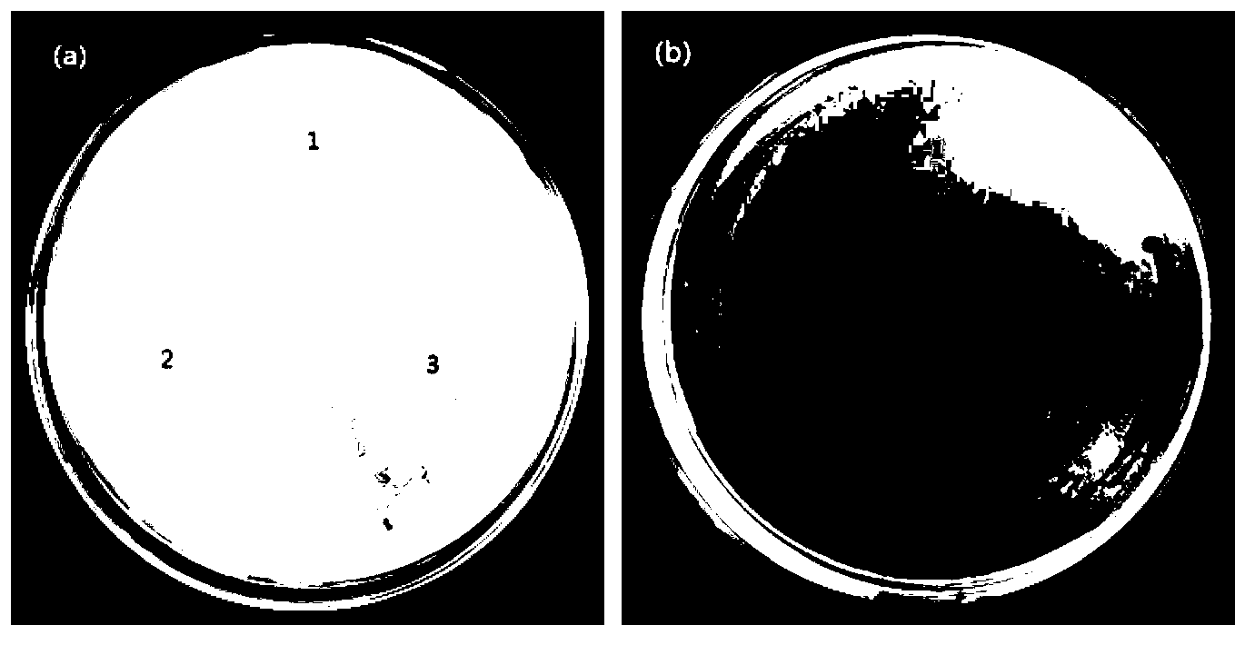 Application of pleuromutilin for increasing yield of daptomycin