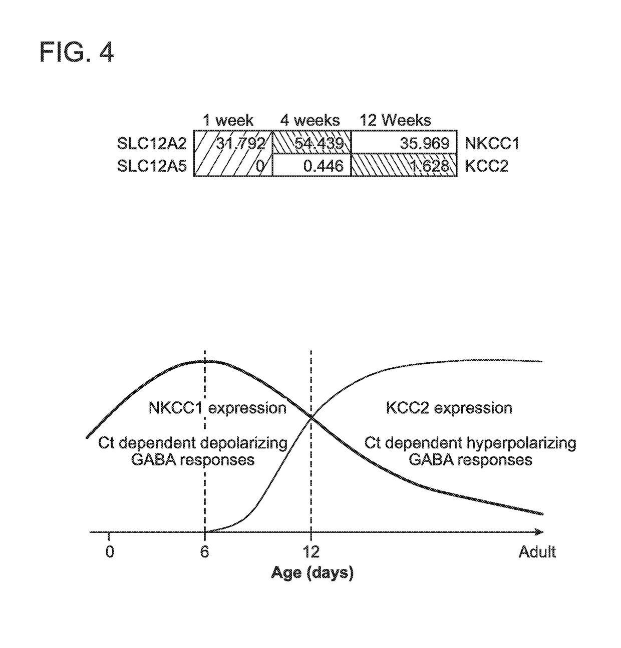 A neural organoid composition and methods of use