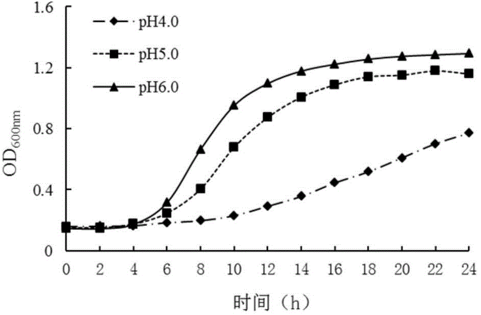 Lactobacillus plantarum with high aminotransferase activity and application of lactobacillus plantarum in cheese