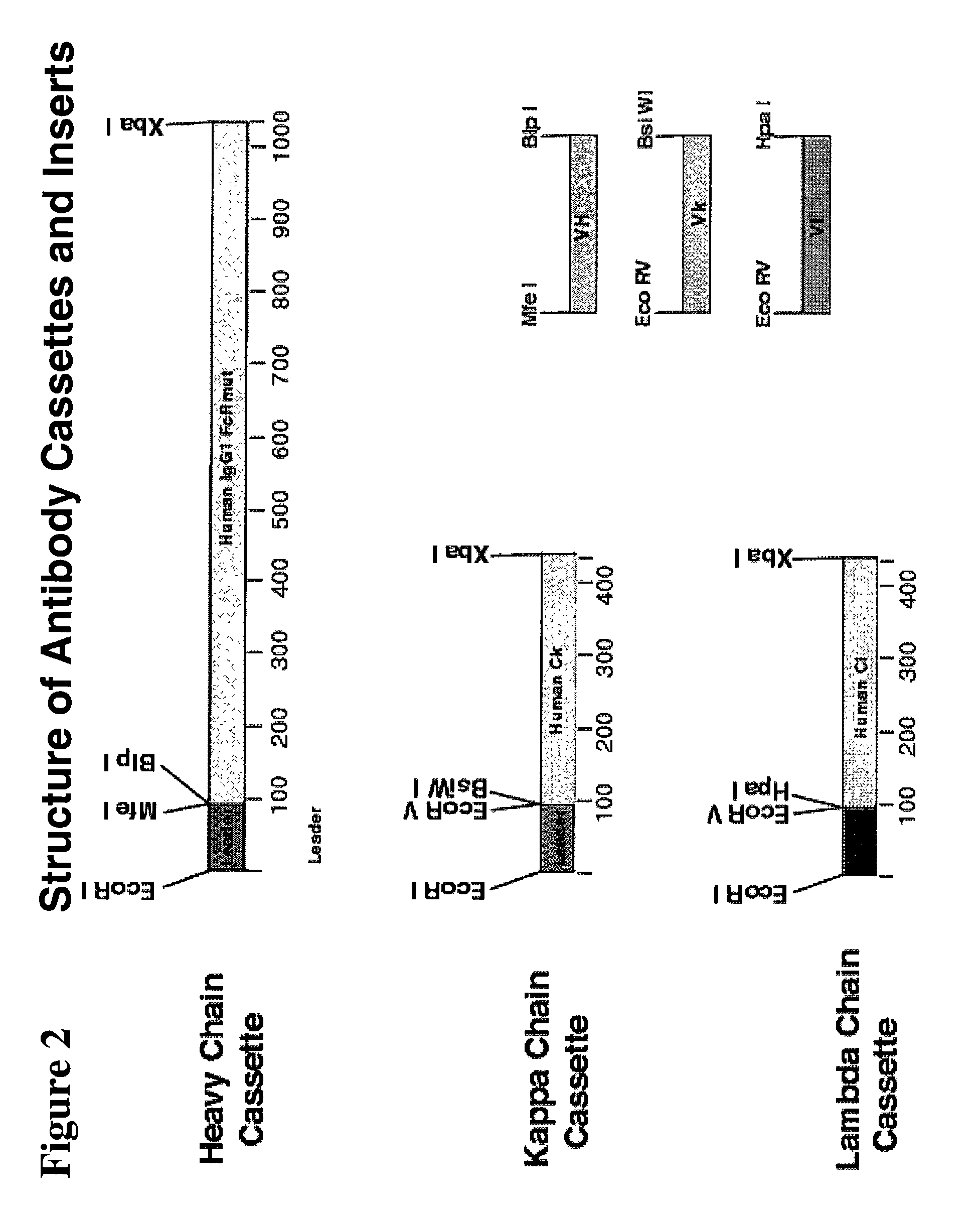 Immunoglobulin DNA cassette molecules, monobody constructs, methods of production, and methods of use therefor