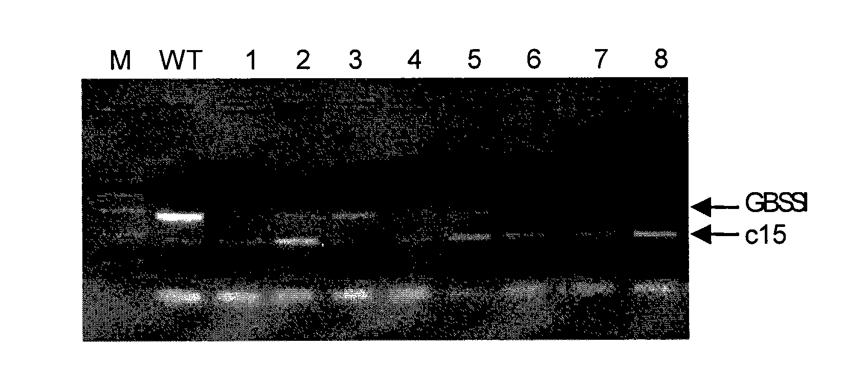 Method for adjusting starch composition of root crops