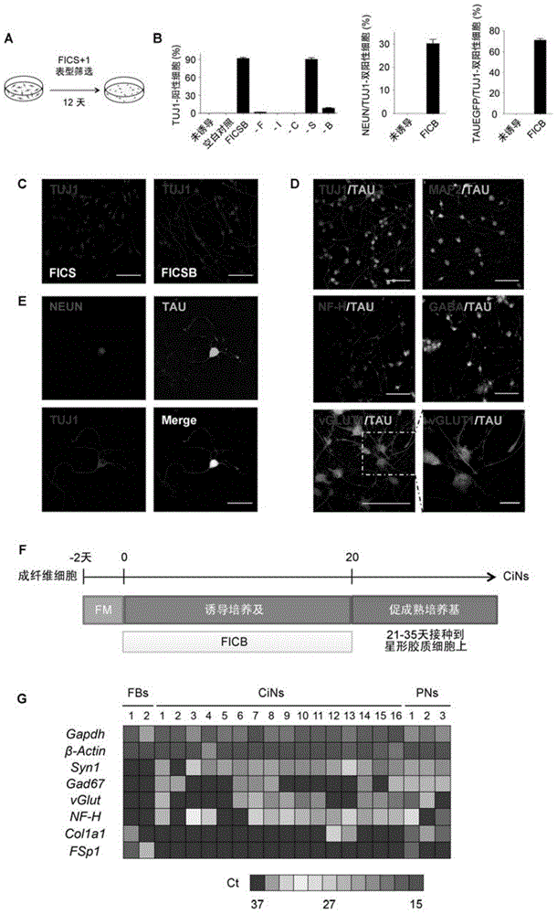 Method and composition used for obtaining neuron-like cells from non-neuronal cells via reprogramming