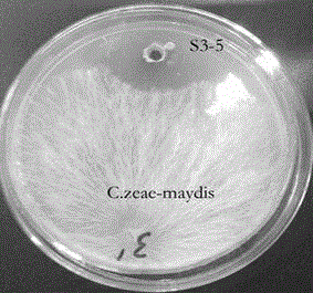 Streptomyces lavendulae S3-5 and application thereof to preventing and treating corn gray leaf spots