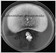 Streptomyces lavendulae S3-5 and application thereof to preventing and treating corn gray leaf spots