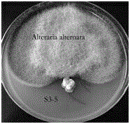 Streptomyces lavendulae S3-5 and application thereof to preventing and treating corn gray leaf spots