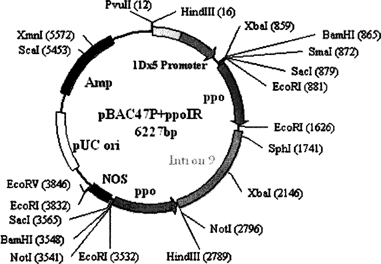 DNA numerator of hairpin RNA for expressing inhibit wheat kernel polyphenol oxidase and uses thereof