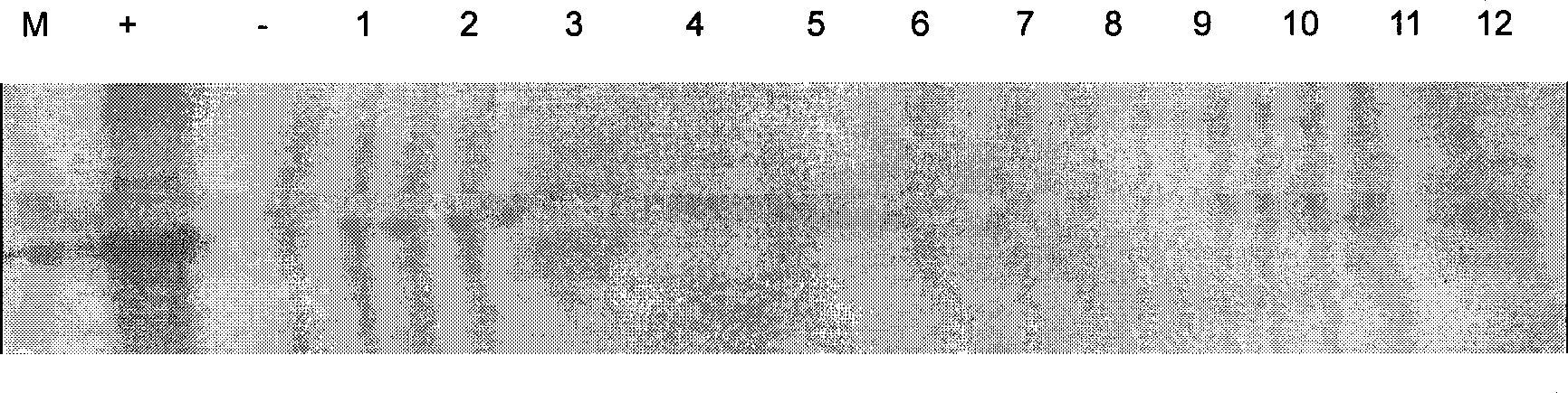 DNA numerator of hairpin RNA for expressing inhibit wheat kernel polyphenol oxidase and uses thereof