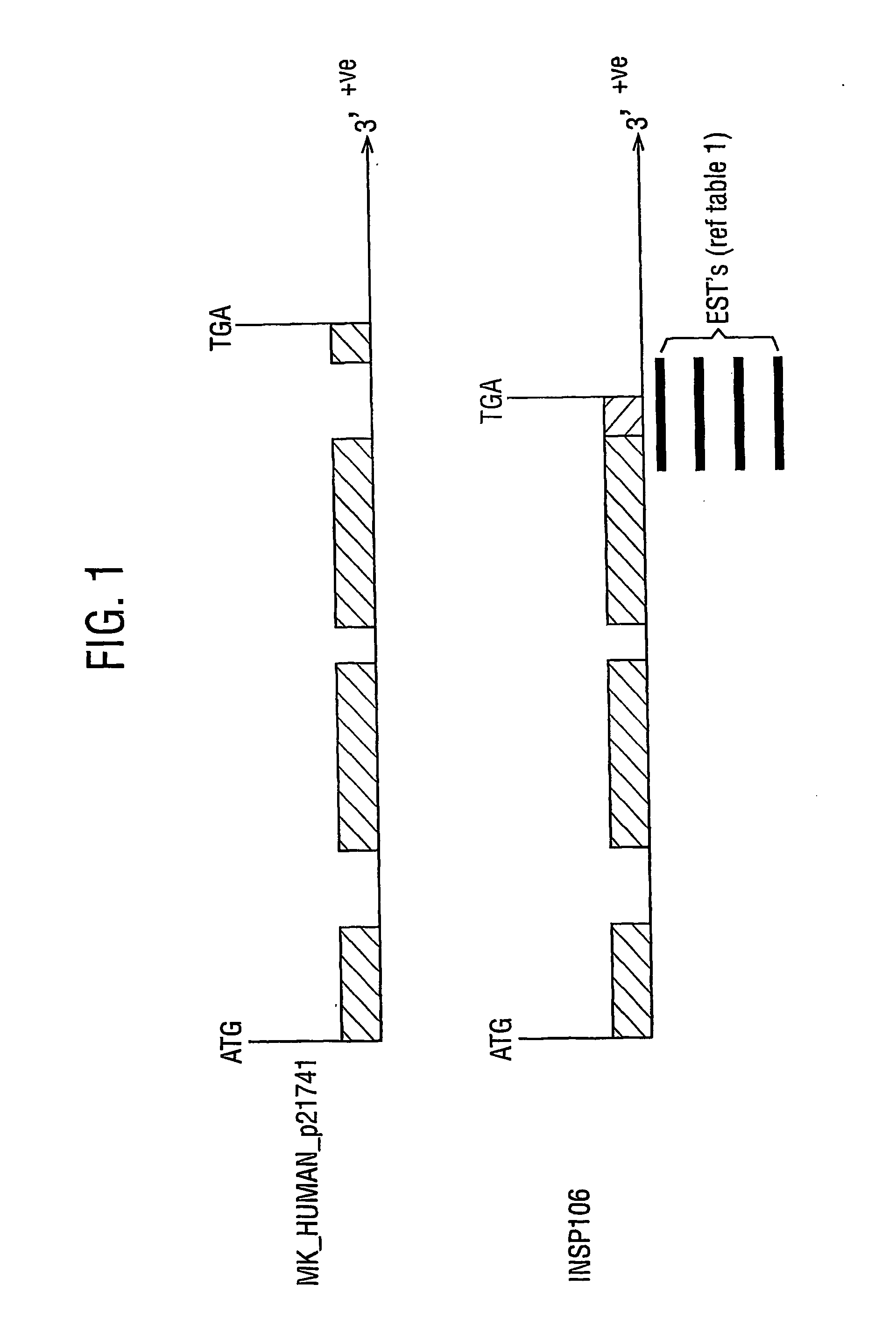 Midkine-like protein