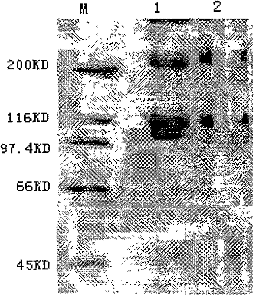 Method for extracting unmodified natural collagen from tanning waste leather scrap