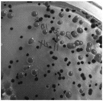 Rhodobacter capsulatus strain and application thereof