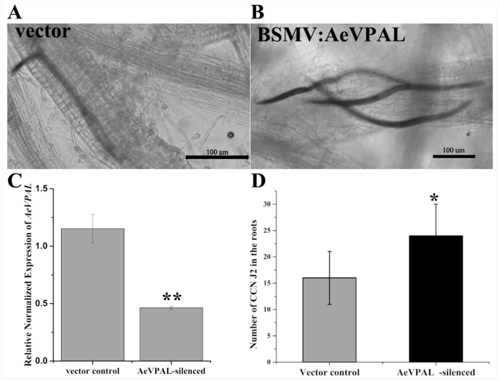 A kind of volatile goat grass phenylalanine ammonia lyase gene and its application