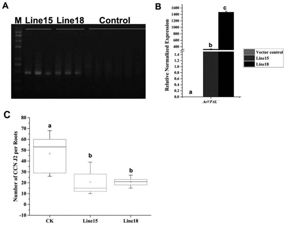 A kind of volatile goat grass phenylalanine ammonia lyase gene and its application