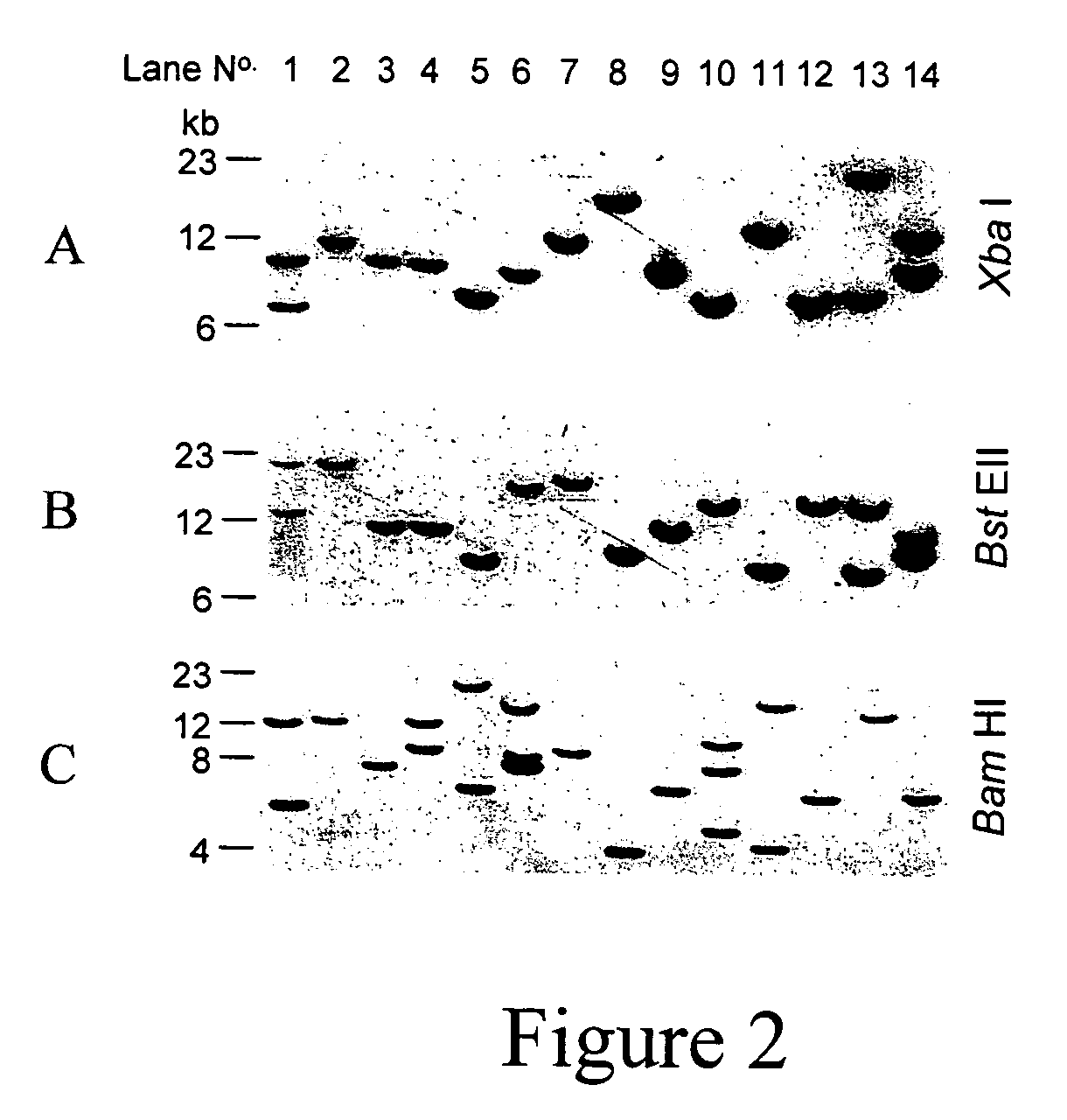 Methods for producing transgenic animals with modified disease resistance
