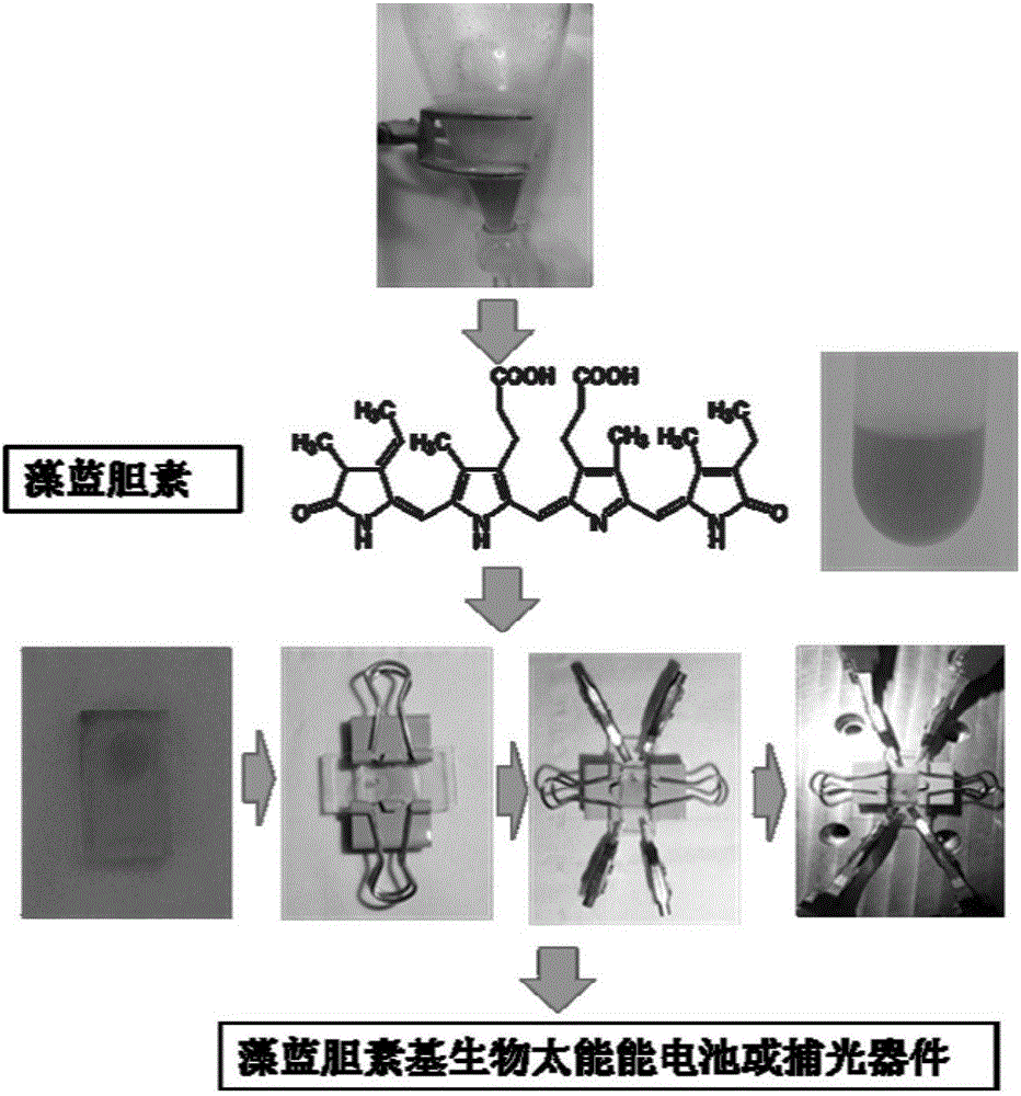 Genetic recombined phycocyanobilin serving as optical sensitization material and application thereof