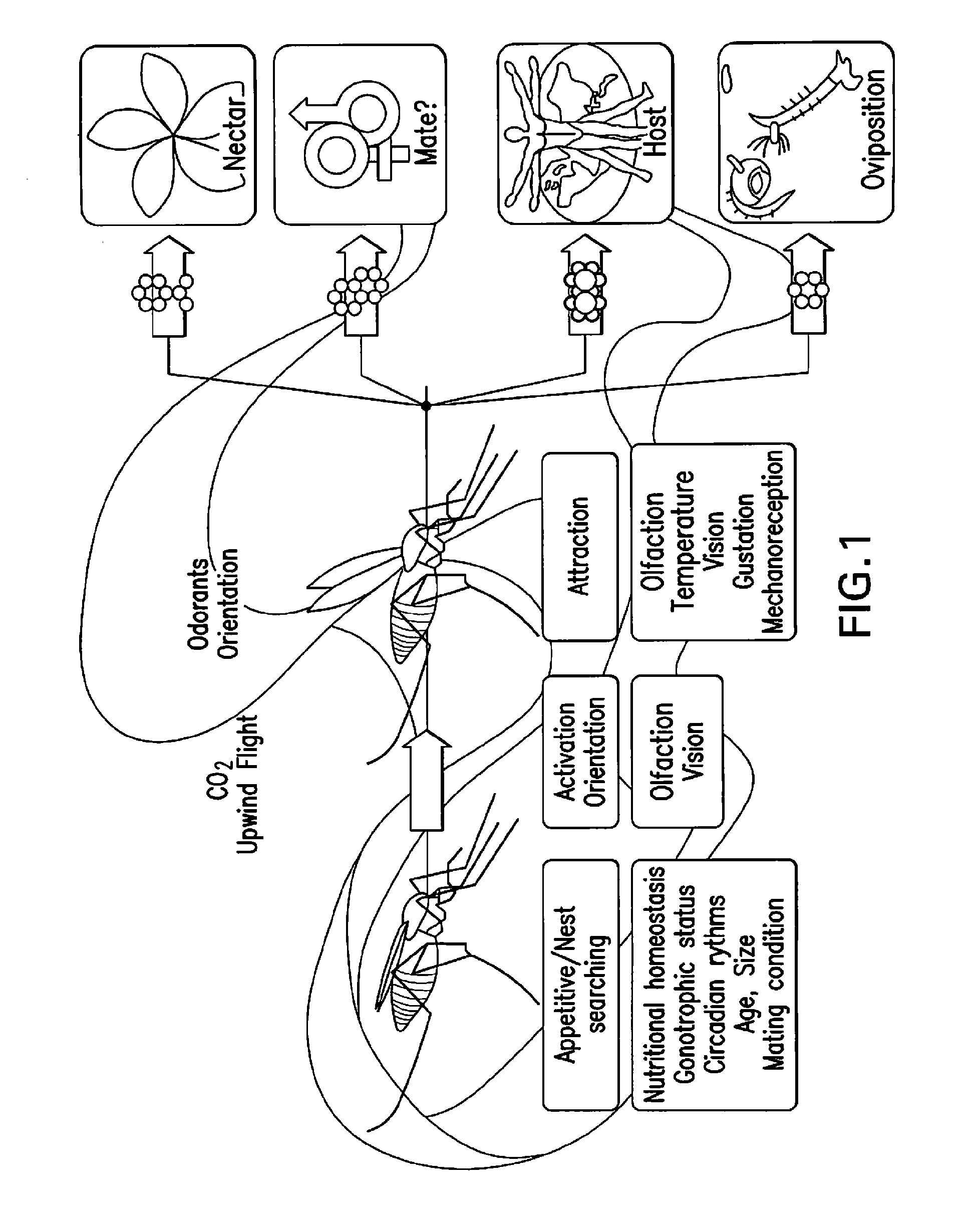 Composition for inhibition of insect host sensing