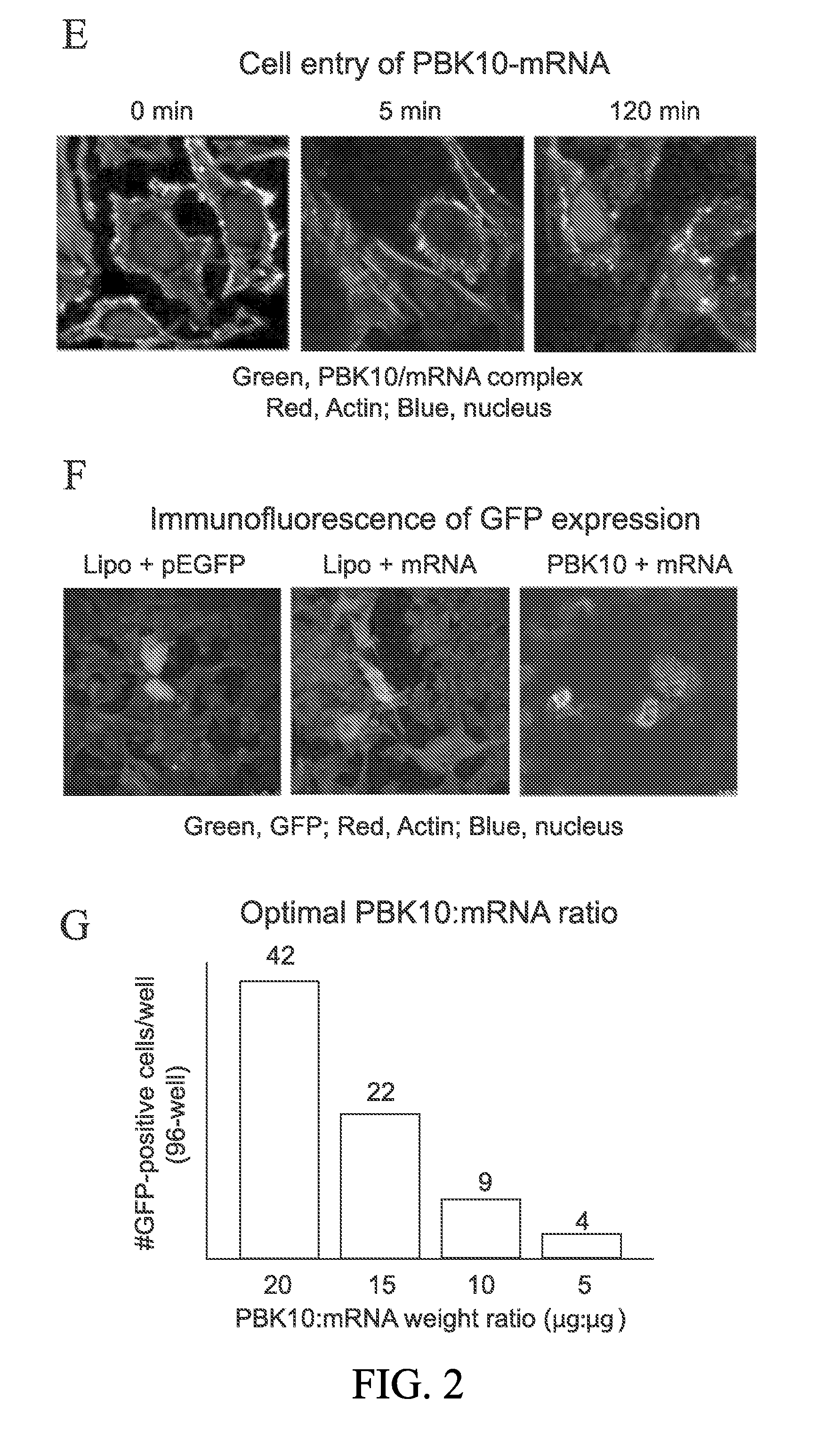 Receptor targeting constructs and uses thereof