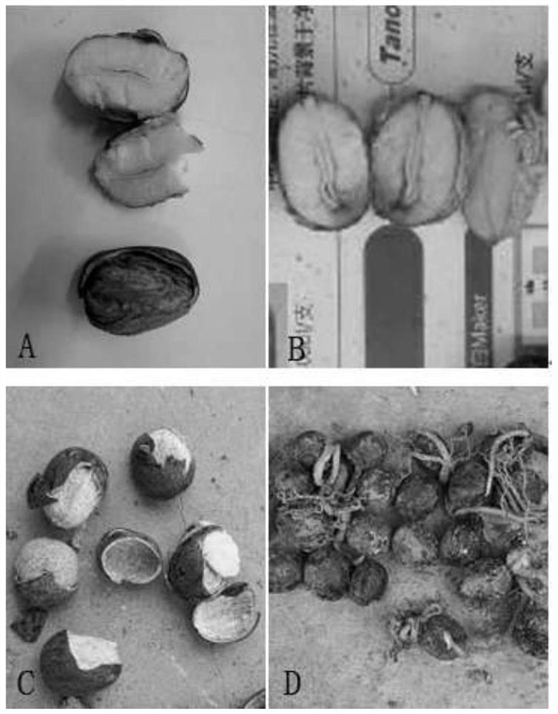 Method for storing recalcitrant rubber seeds in bags in sand storage refrigeration house