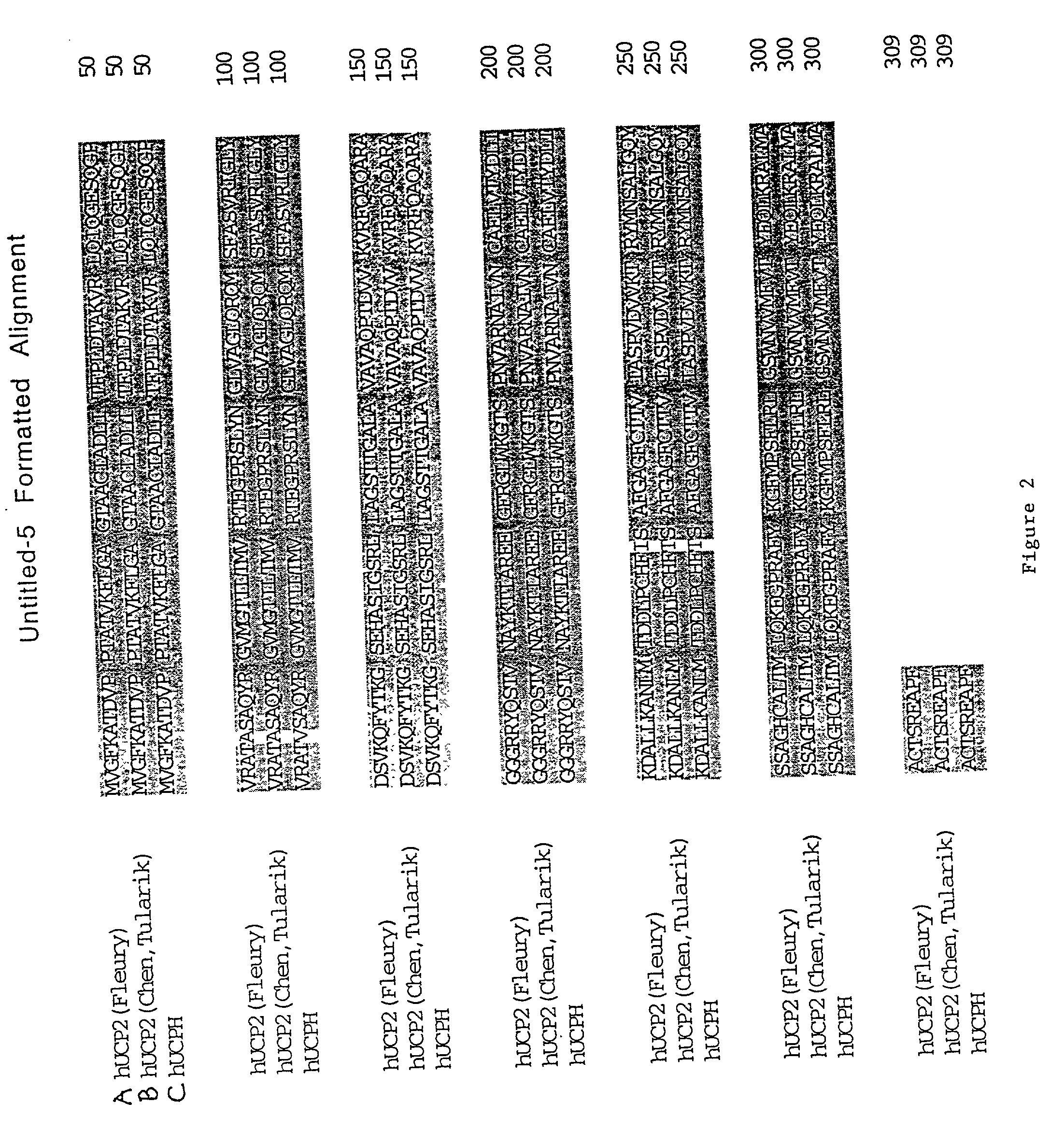 Human uncoupling protein-2 (hCP2): compositions and methods of use