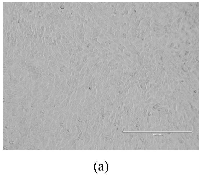 Method for extracting, concentrating and purifying porcine senecavirus particles by two aqueous phases