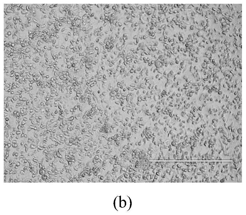 Method for extracting, concentrating and purifying porcine senecavirus particles by two aqueous phases