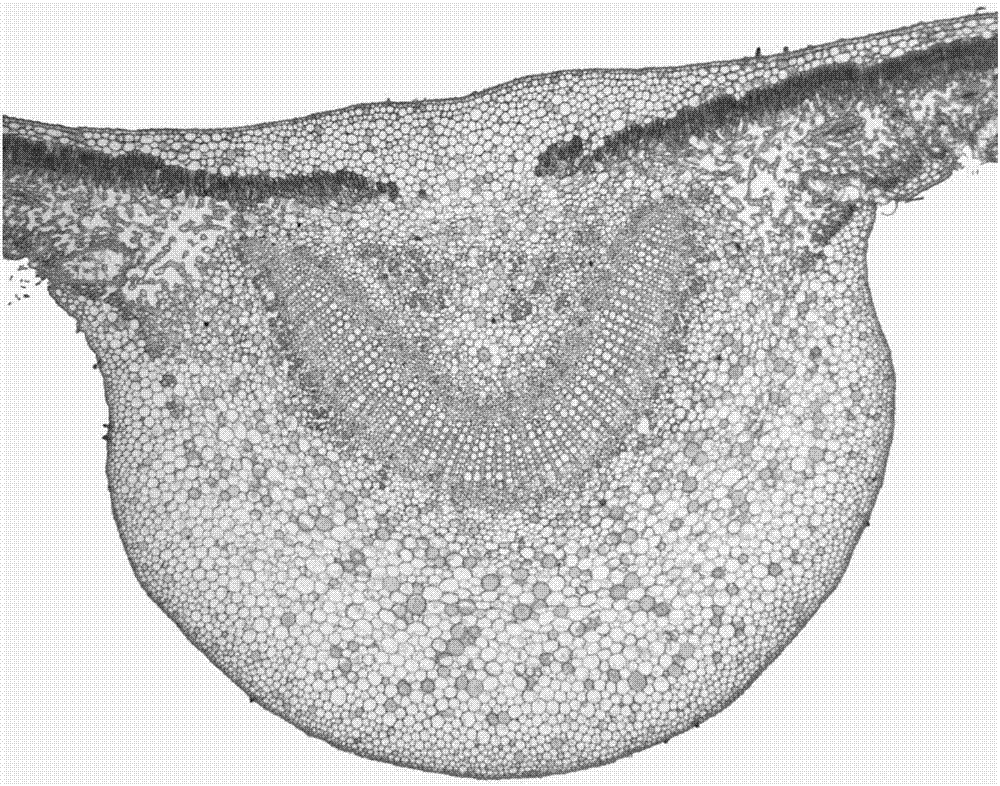 Rapid freehand sectioning method for main vein supporting leaves