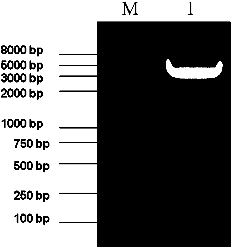 HIV-1 multi-epitope recombinant protein, and encoding gene and application thereof