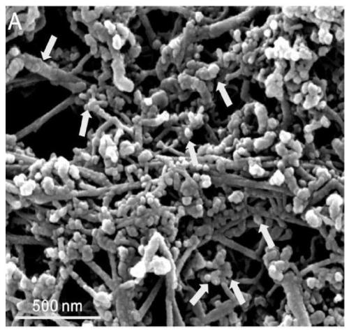 pH-sensitive large-inner-diameter multi-walled carbon nanotube dual drug-loading system and preparation method