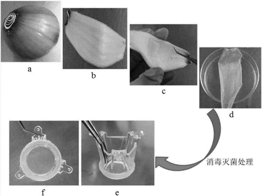 Cell culture method using plant epidermis as tissue engineering scaffold material