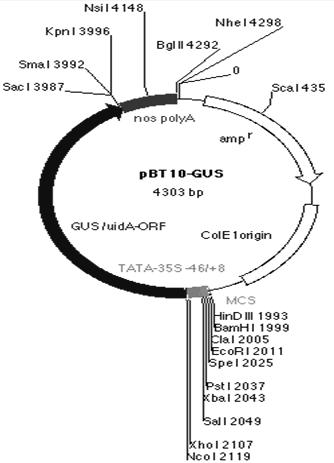 Inducible promoter containing S box as well as construction method and application to genetic engineering