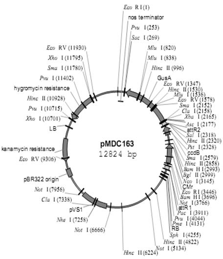 Inducible promoter containing S box as well as construction method and application to genetic engineering