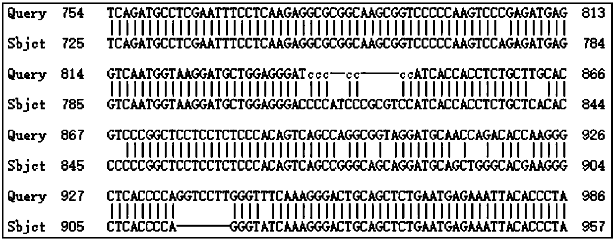 Specific human gene fragment, primer and probe for detecting specific human gene fragment and application of specific human gene fragment