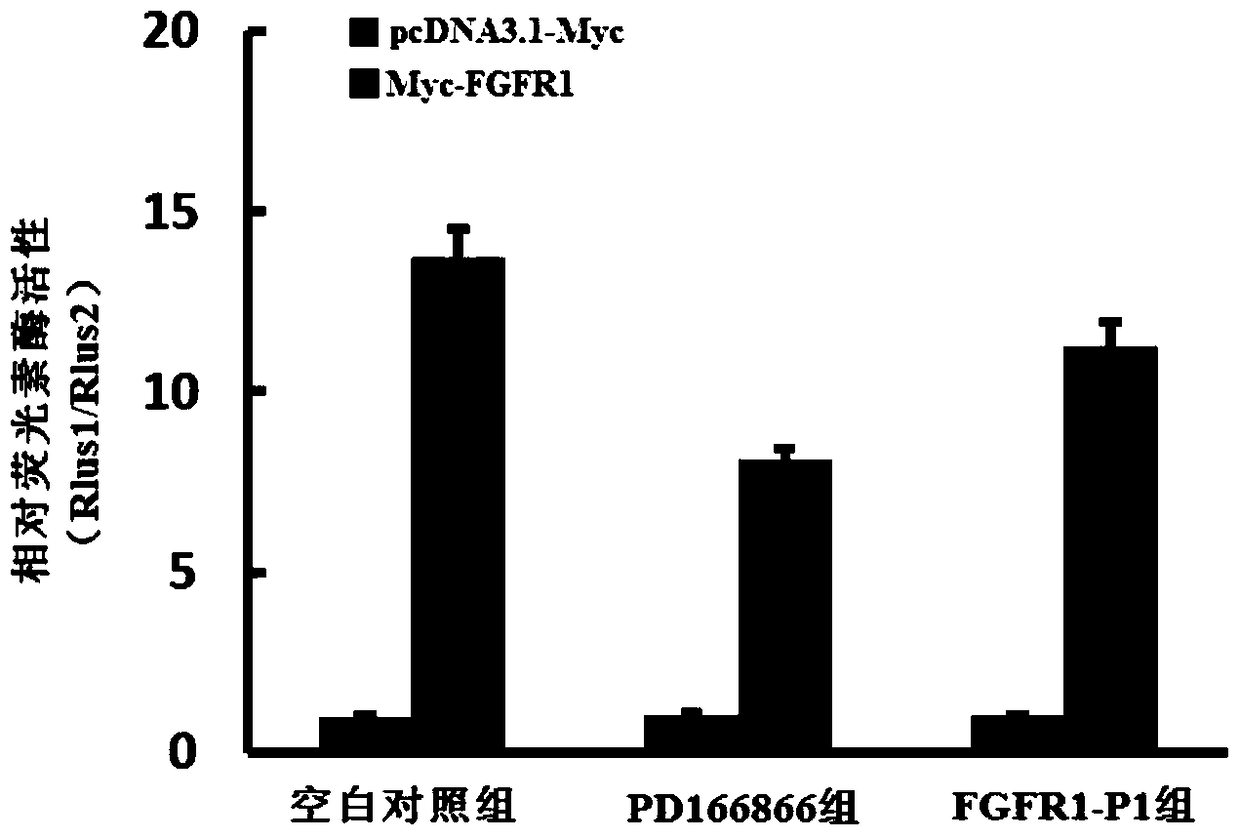 Polypeptides regulating fgfr1 activity and applications thereof