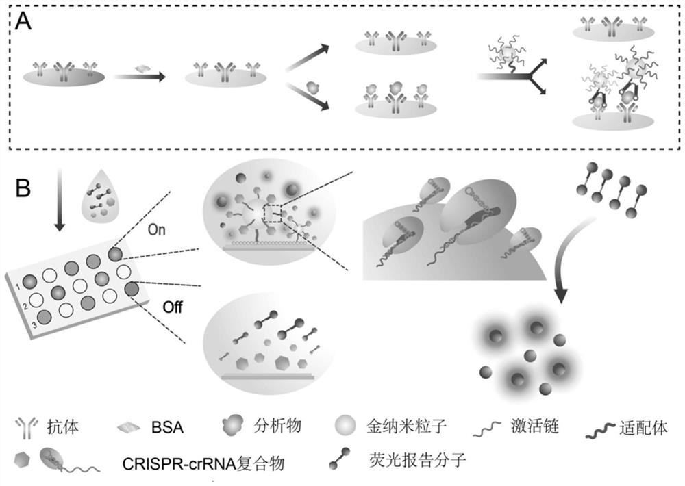 Protein marker detection kit combining gold nanoprobe and CRISPR-Cas and detection method