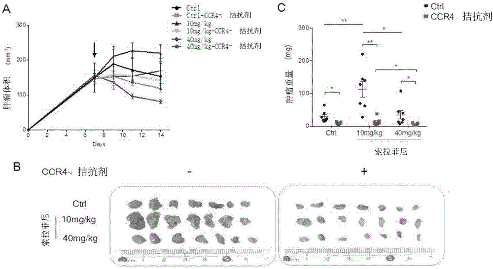 Application of sorafenib combined with CCR4 antagonist for restraining cancer growth and transfer
