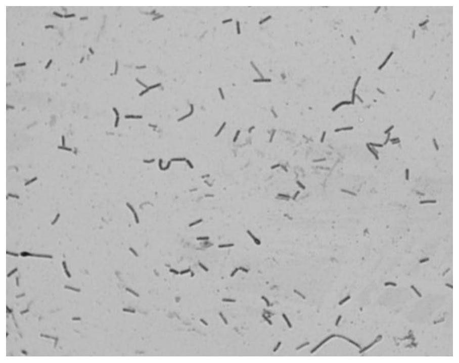 Clostridium new strain and application thereof