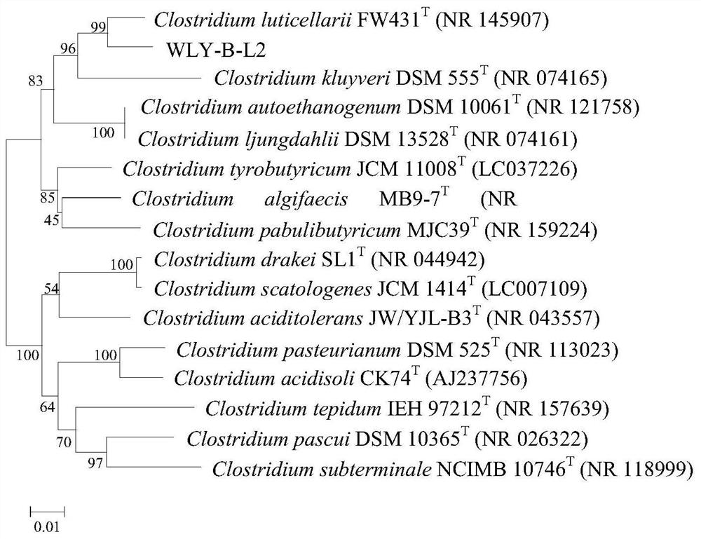 Clostridium new strain and application thereof