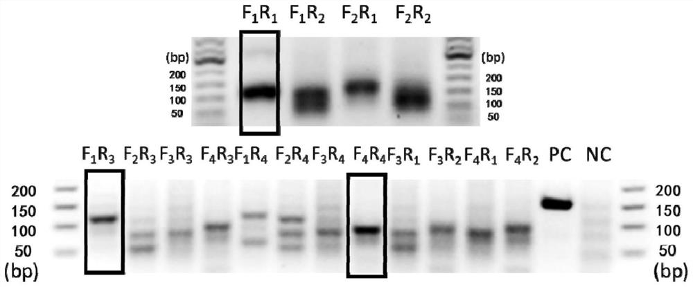 Method for detecting SARS-CoV-2 69-70del site based on RAA-CRISPR