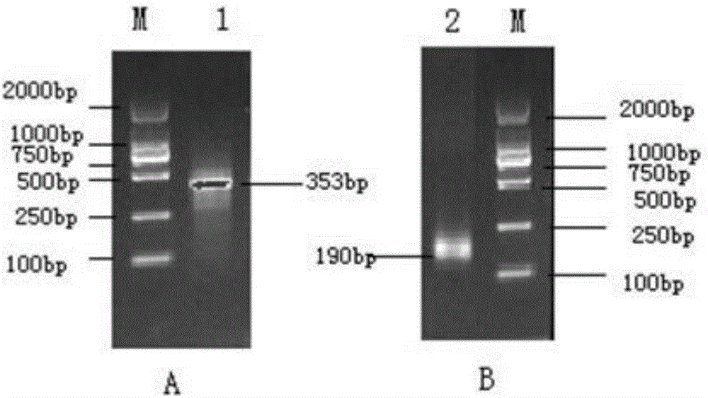Pinctada martensii antimicrobial peptide PmAMP and application thereof