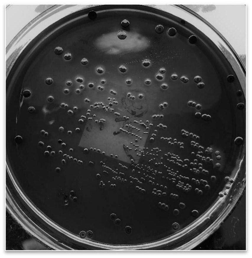 Method for culturing and observing plaque