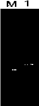 Preparation method of bacillus licheniformis with enhanced YvbW expression and obtained strain and application thereof