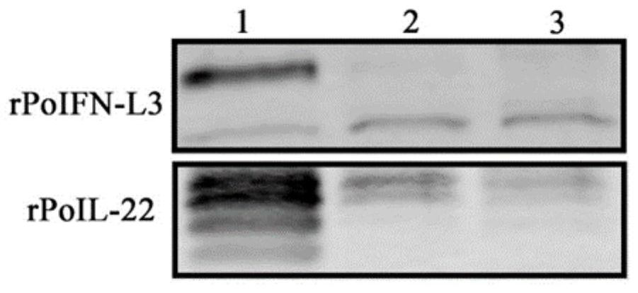 Recombinant baculovirus co-expressing porcine interferon L3 and porcine interleukin 22 and application