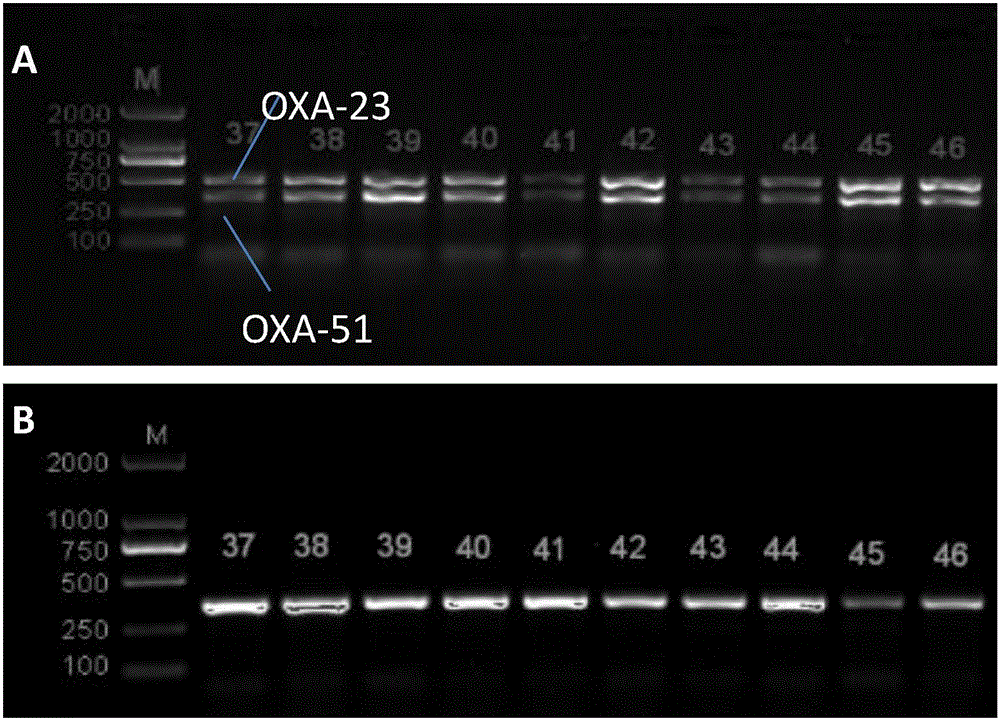 Method for deleting drug resistant genes of acinetobacter baumannii (AB) through CRISPR-Cas9
