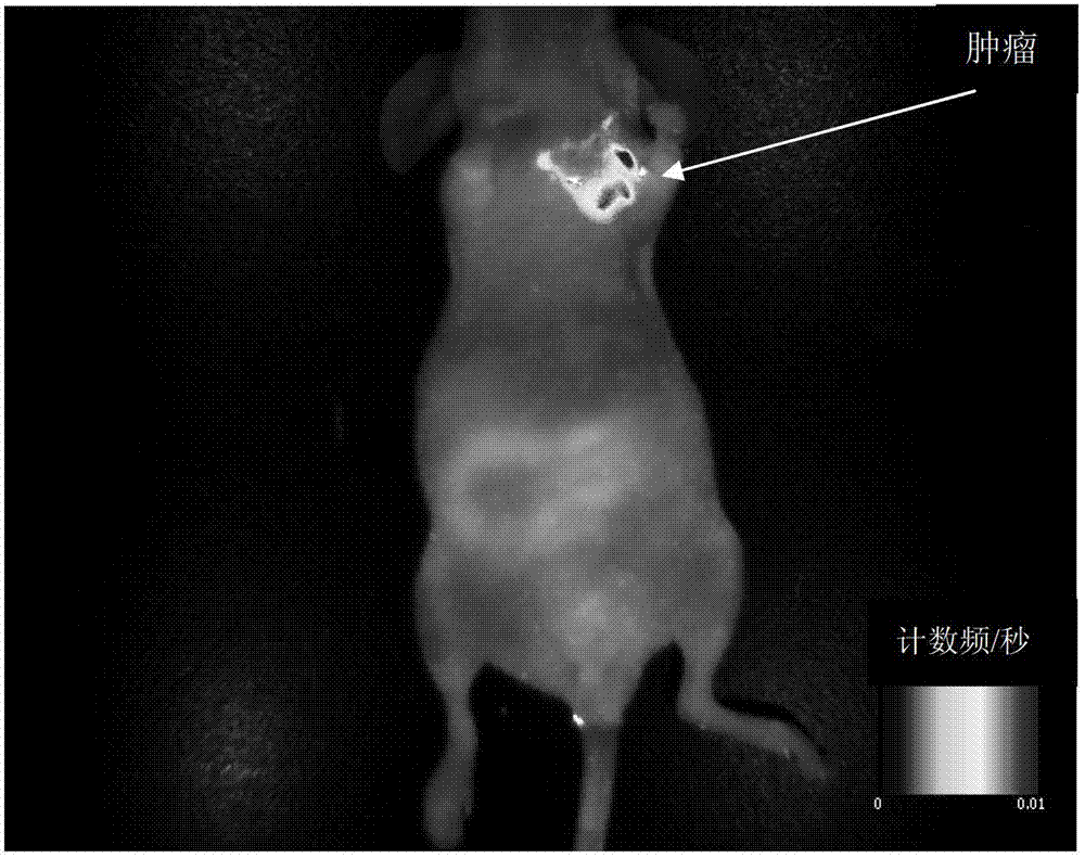 Application of silver and platinum nano-cluster in tumor targeted imaging